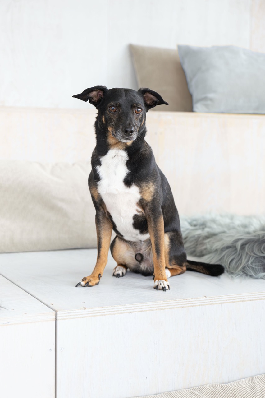 Bürohund Mogli. Als unser vierbeiniger Feelgood-Manager sorgt er täglich für gute Laune und ein entspanntes Arbeitsklima.